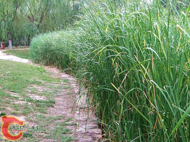 DSCF1214.JPG