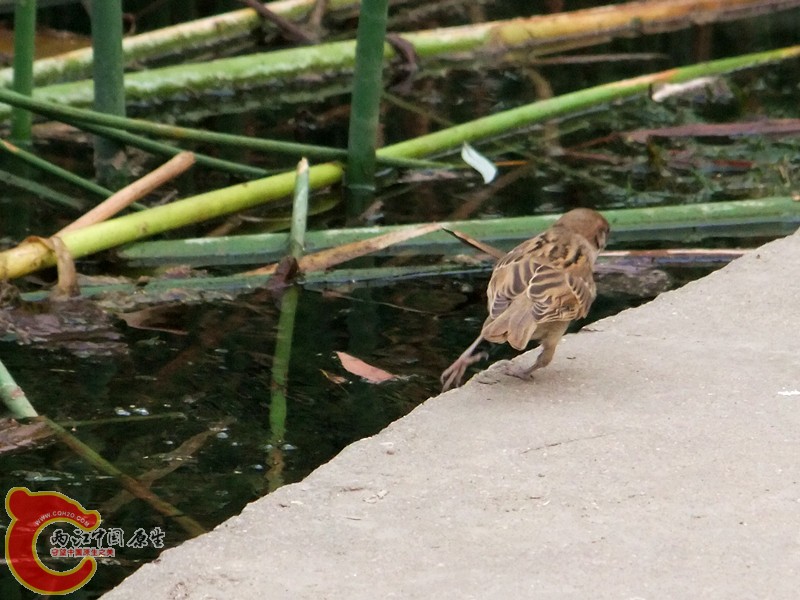 DSCF1231.JPG