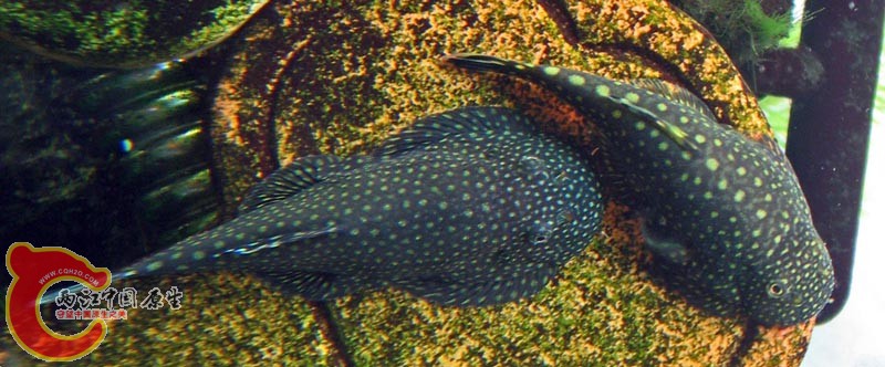 Gastromyzon ctenocephalus & Gastromyzon scitulus.jpg