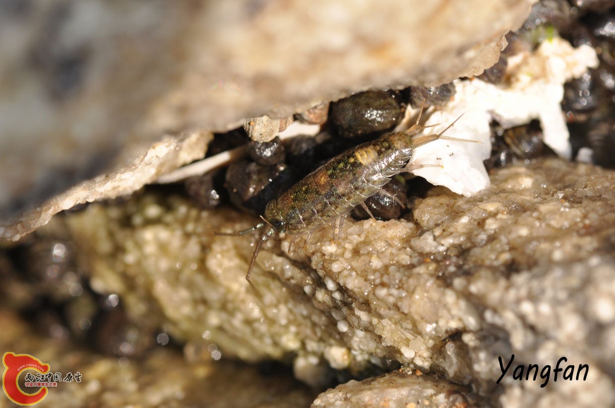 海蟑螂1.jpg