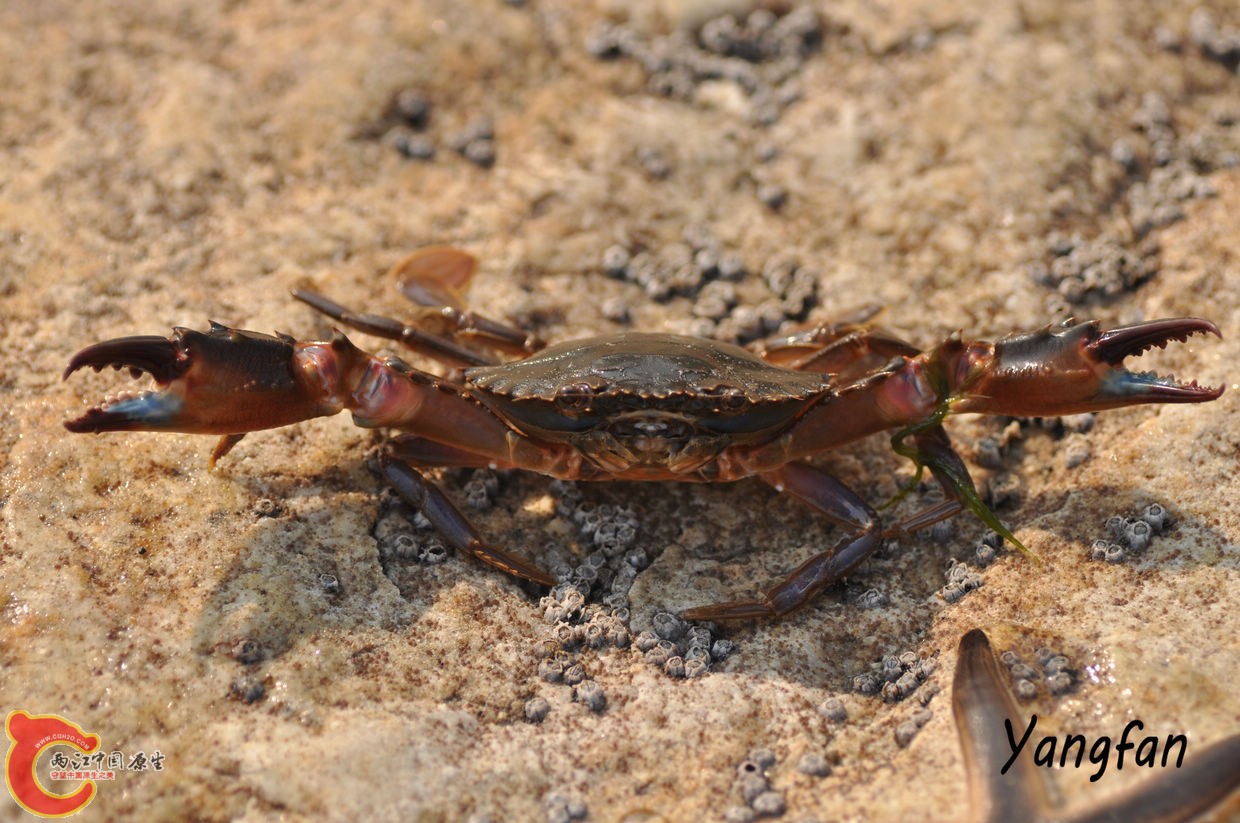 拟穴青蟹1.jpg