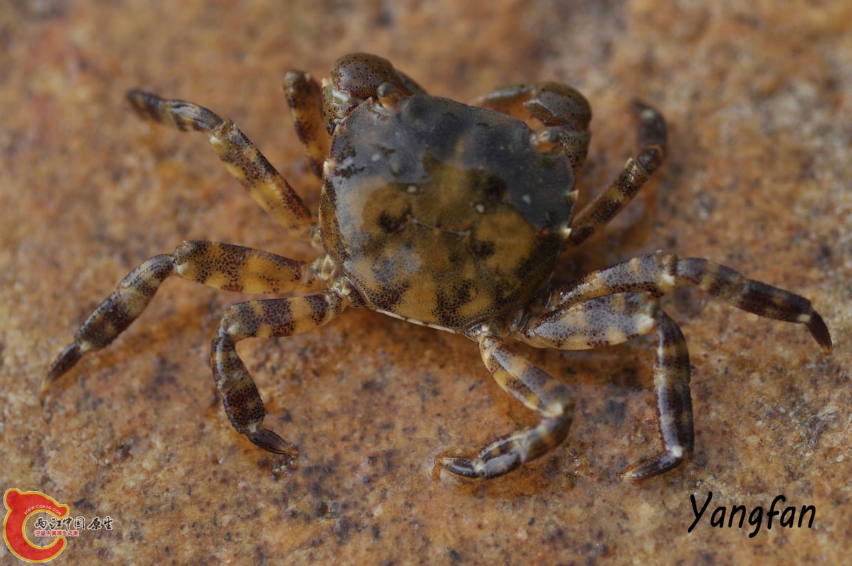 肉球近方蟹.jpg