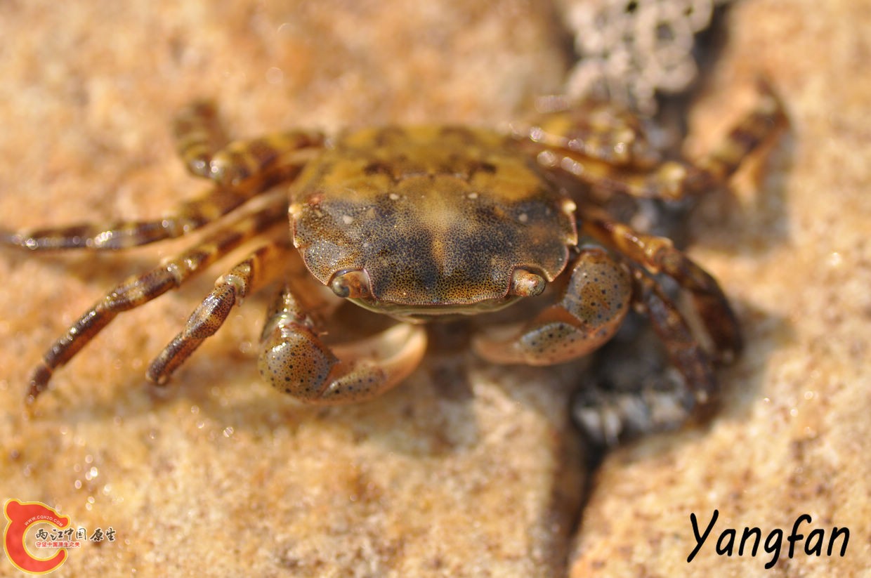 肉球近方蟹2.jpg
