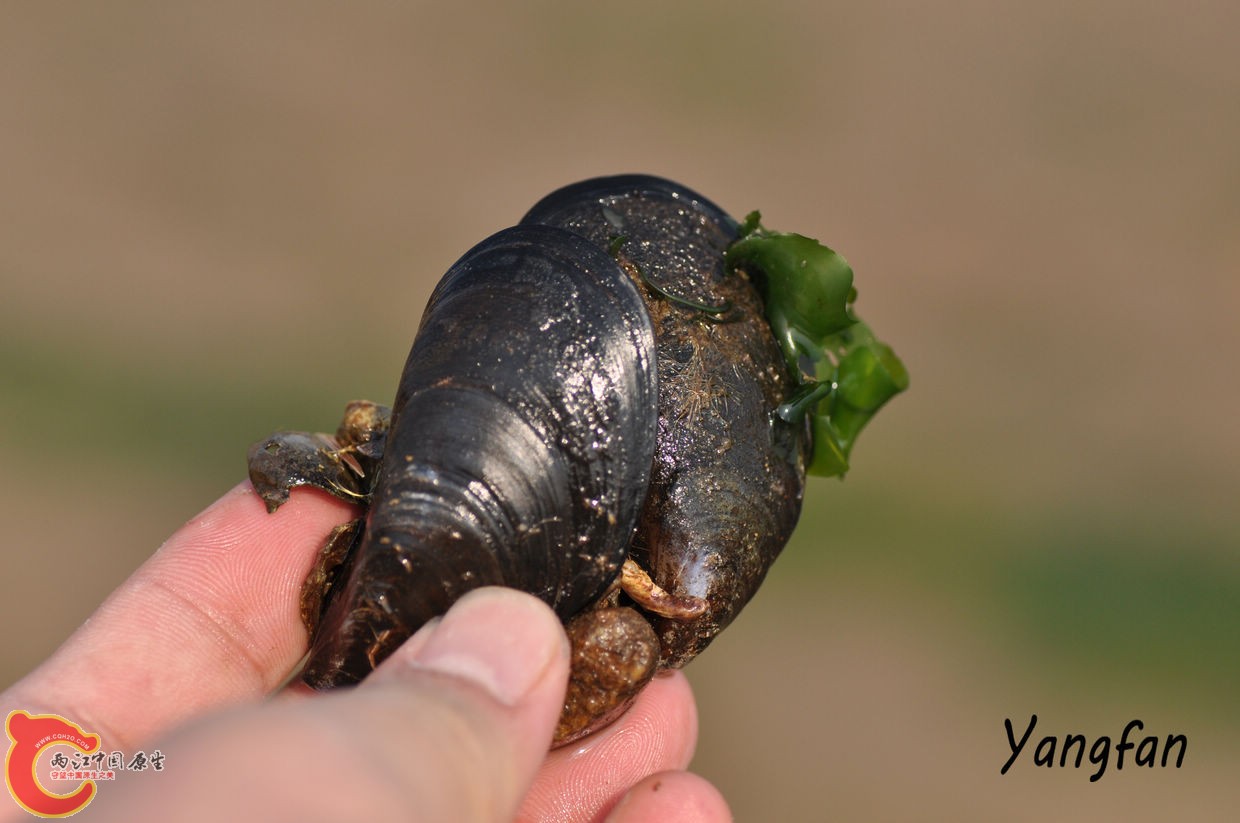 贻贝.jpg