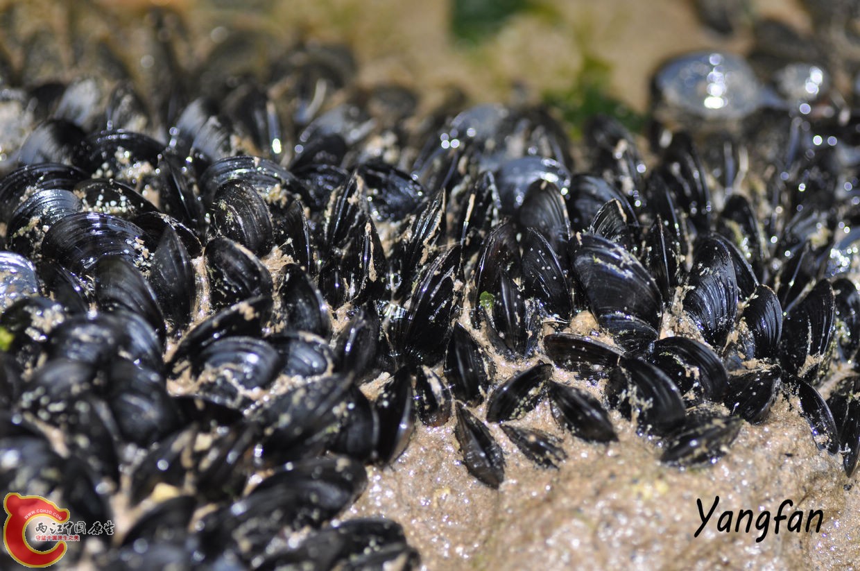 贻贝1.jpg