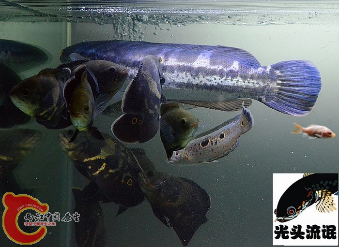 DSC_2524_副本_副本.jpg