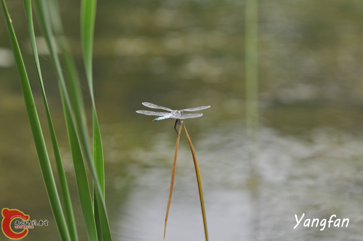 异色灰蜻.jpg
