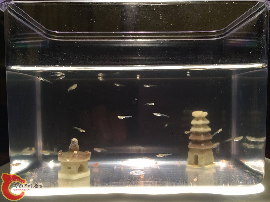 好吧，其实只是个果粉盒，哈哈
