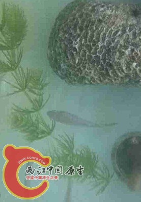 大神们看看怎么呢啊