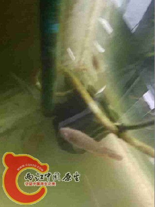 明显的病态是  一个眼睛大