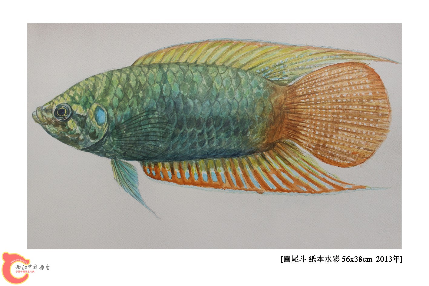 1圆尾（正）