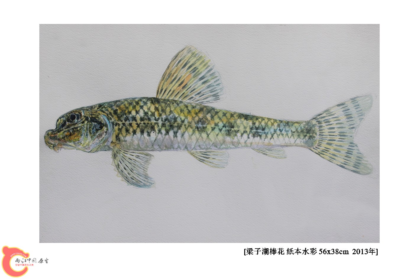 7棒花（正）