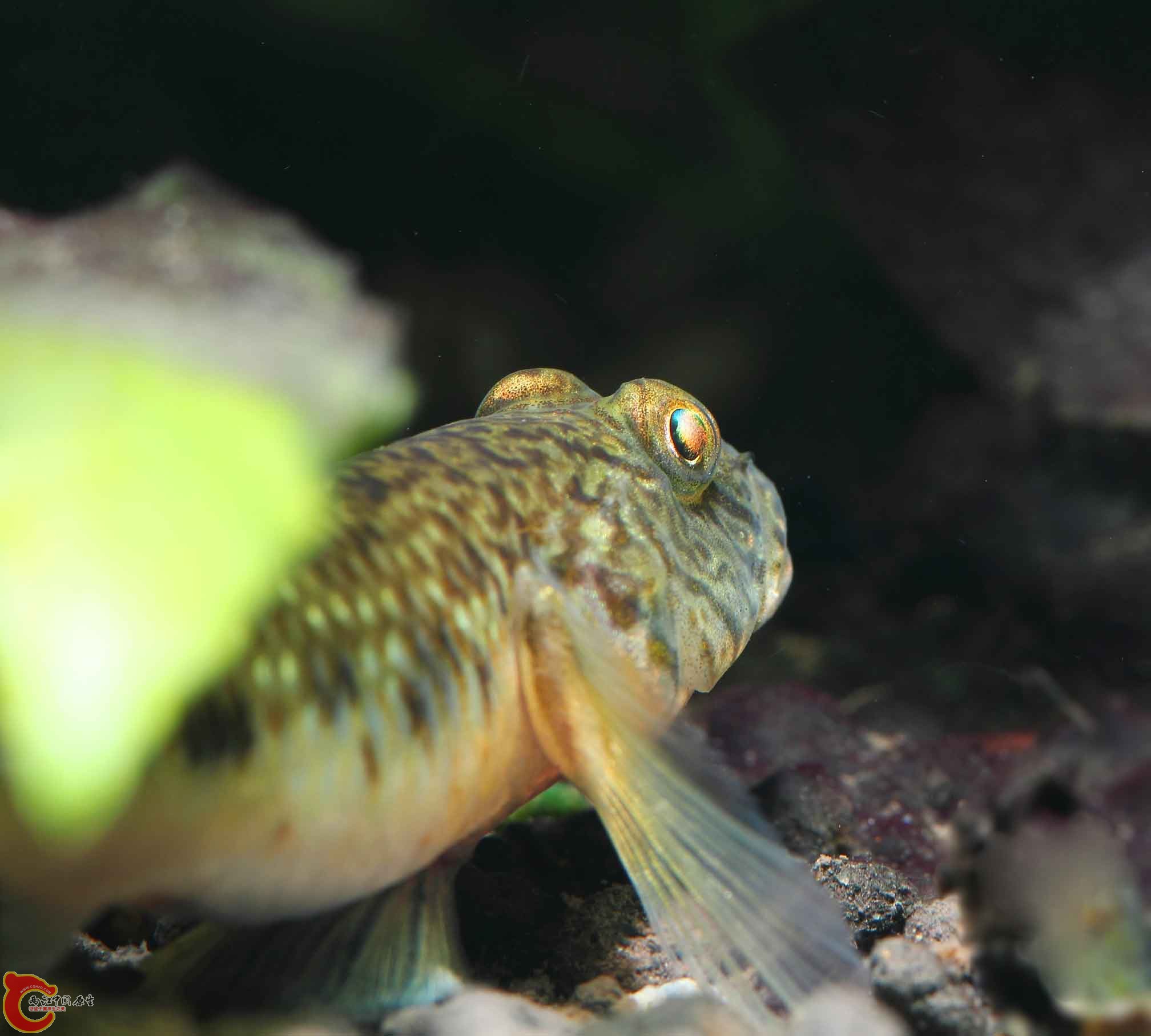DPP_0043.JPG