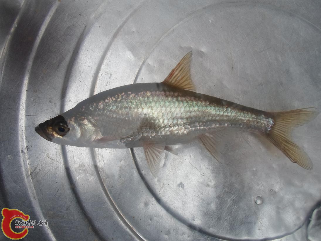 Metzia longinasus（长吻梅氏鳊）.JPG