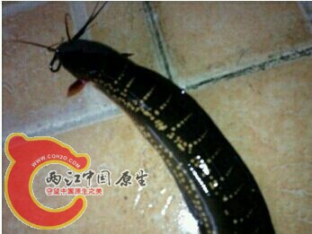 什么鱼