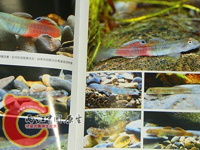IMG_0956_副本.jpg