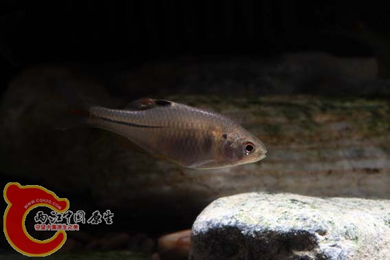 不知道的个体一，头后有个蓝色的点