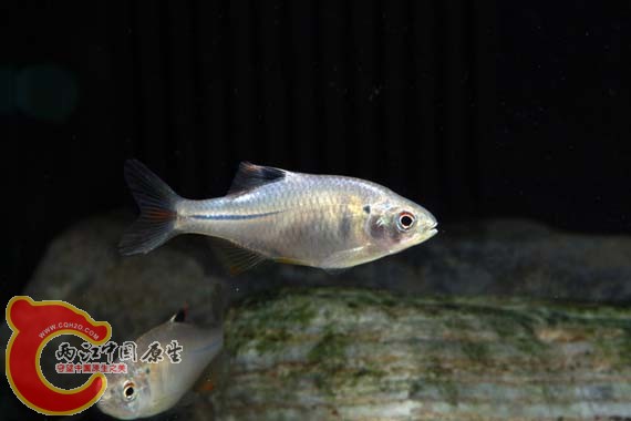 不知道的个体二，头后有个蓝色的点