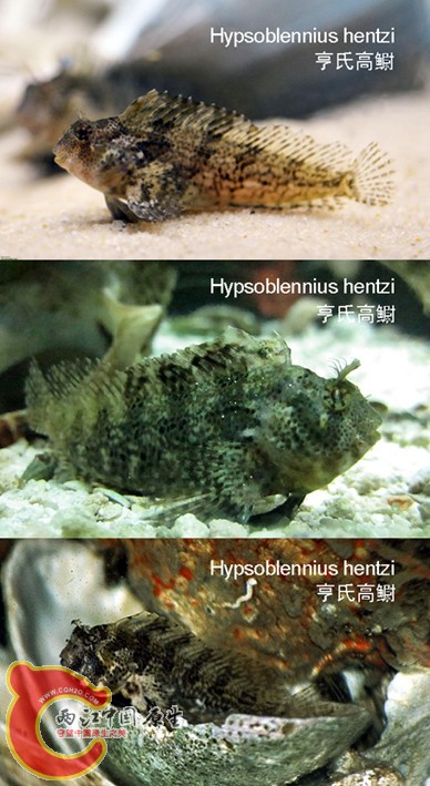 Hypsoblennius hentzi 亨氏高鳚
