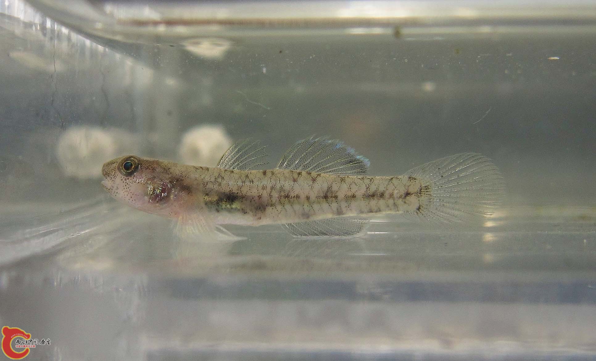 Pseudogobius masago