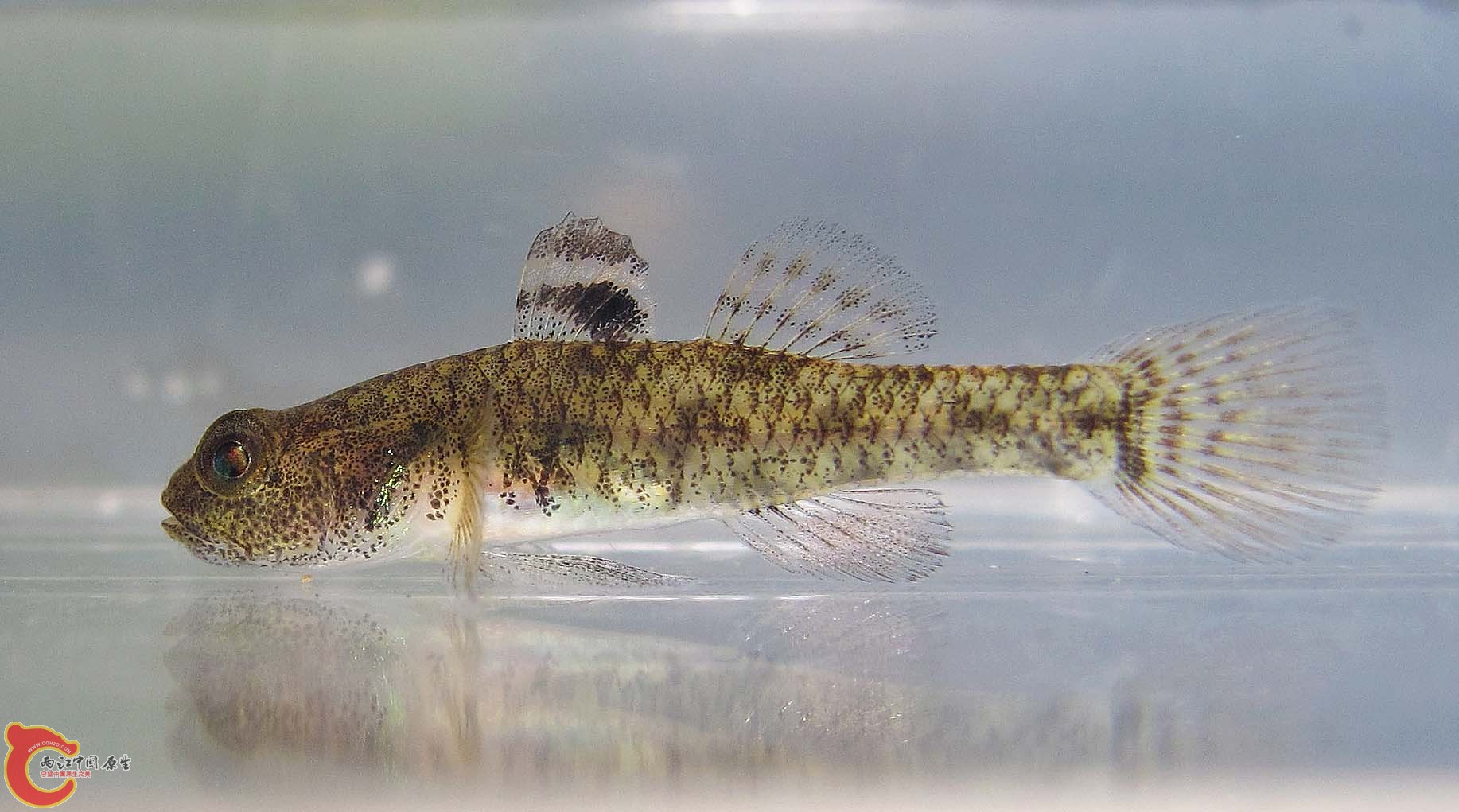 Eugnathogobius siamensis