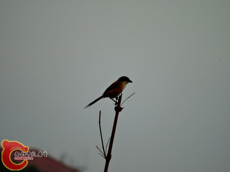 DSC00493.jpg