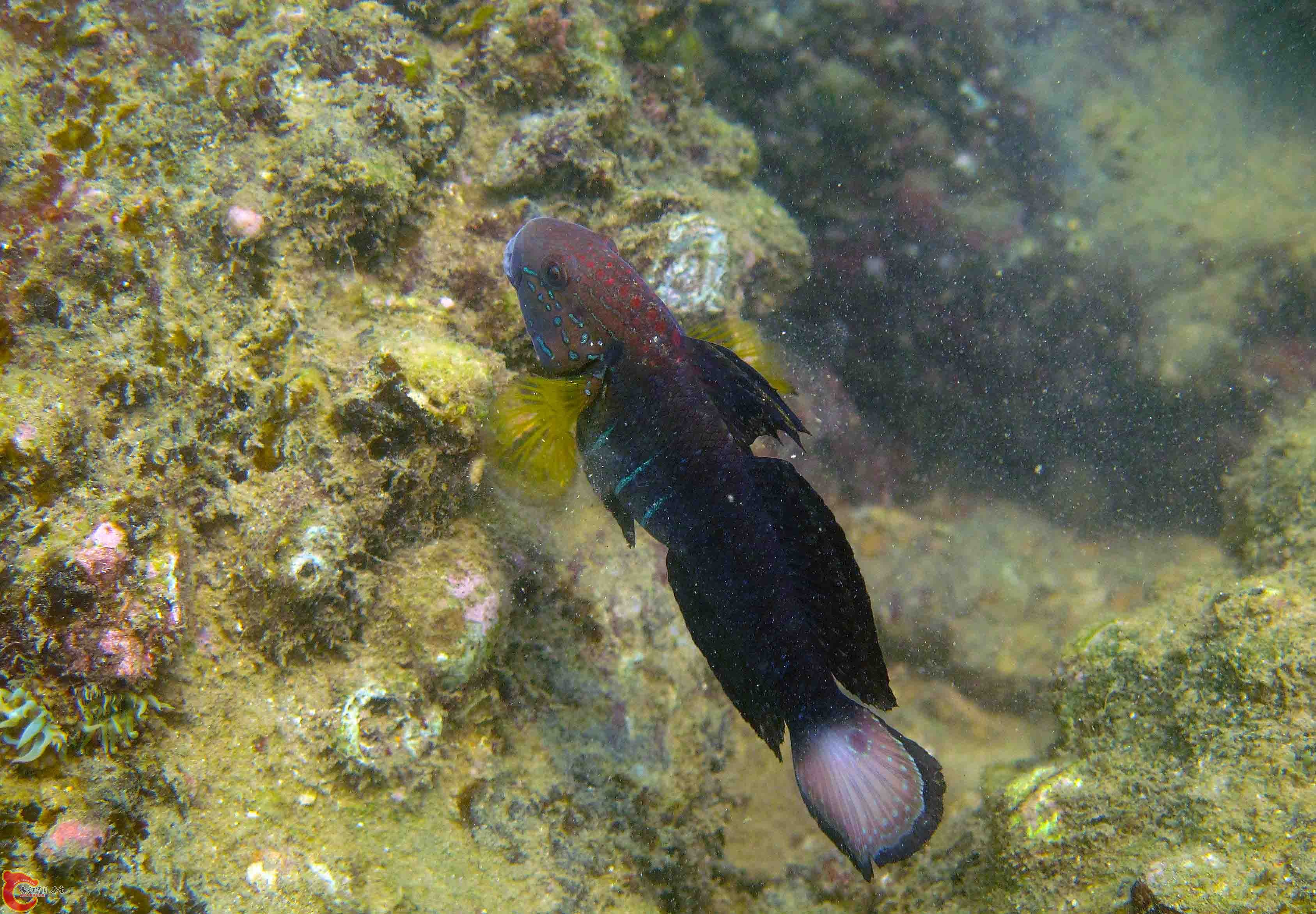 Amblygobius phalaena 