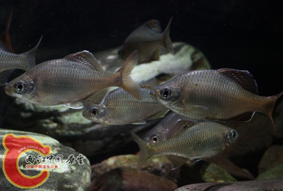 红须天热都没颜色了