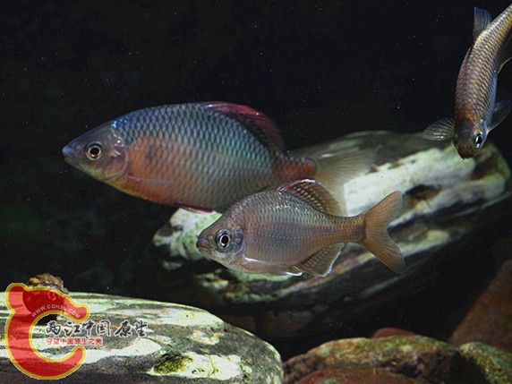 小红须在越南身旁