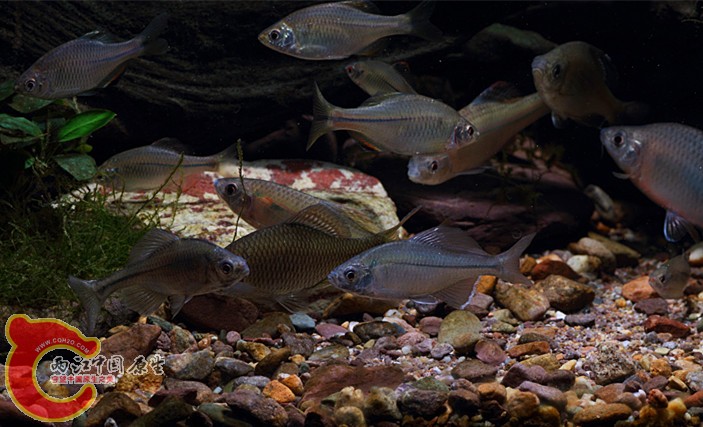 看看里面多少种鳑鲏