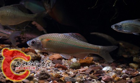 死剩下的红线，这货太爱打