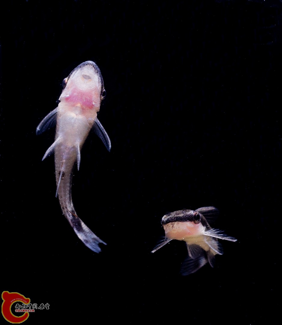 DSC04596_副本.jpg