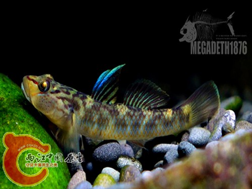 褐吻鰕虎鱼 Rhinogobius brunneus.jpg