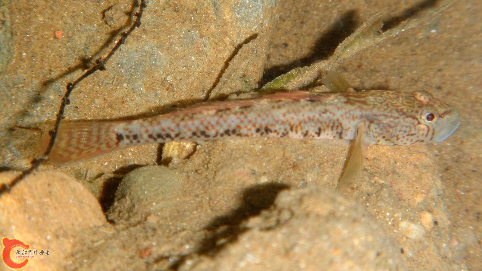 DSCN1634.jpg