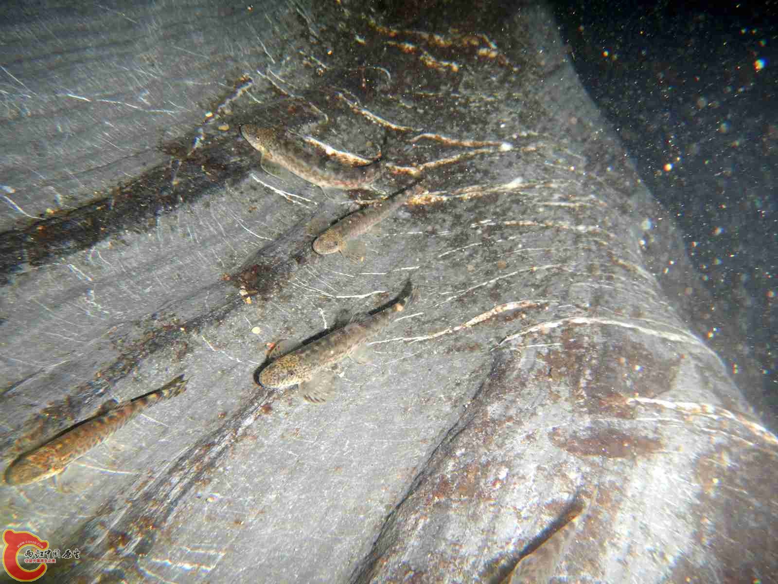 DSCN2330.jpg