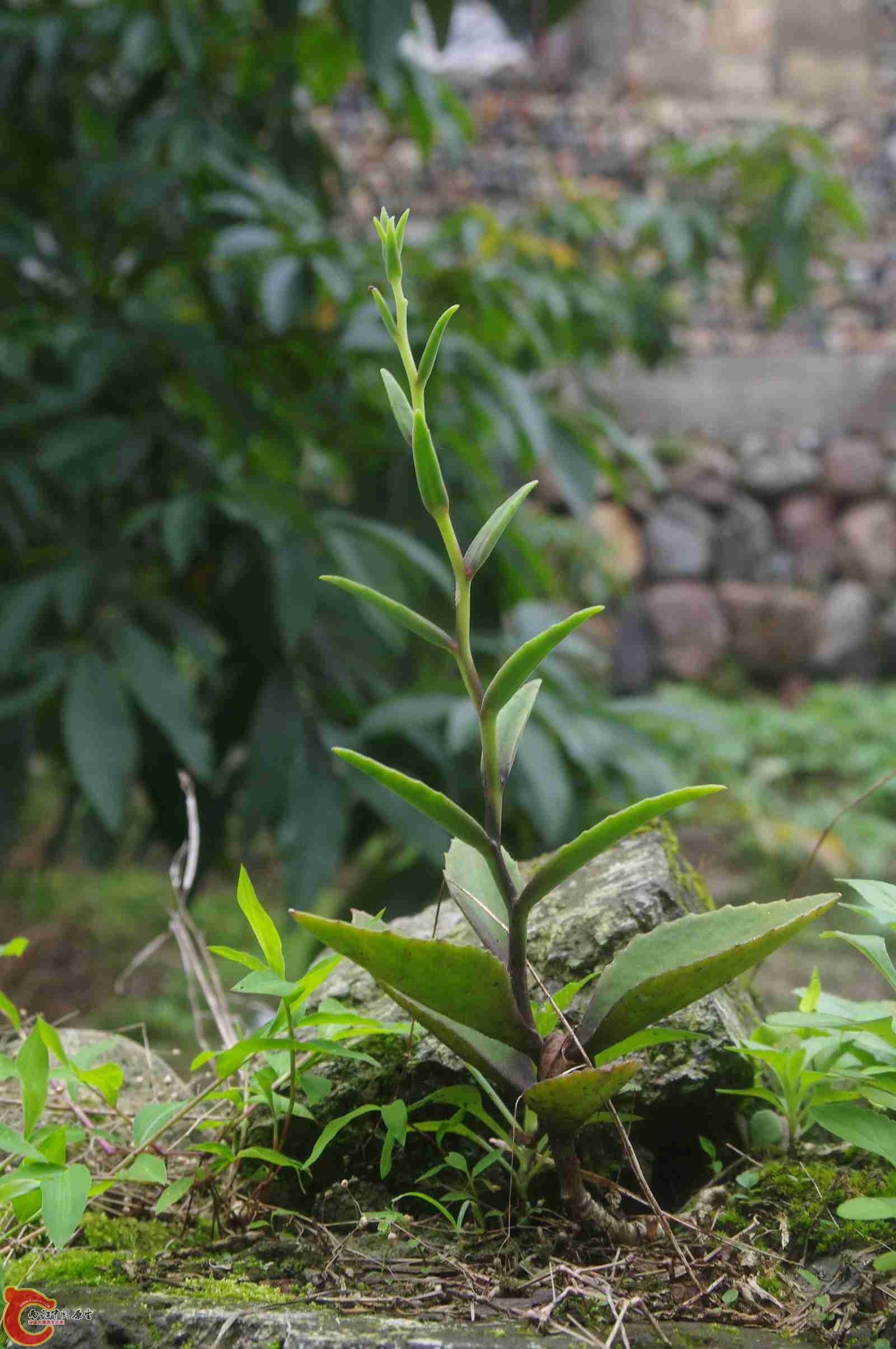 IMGP7827.jpg