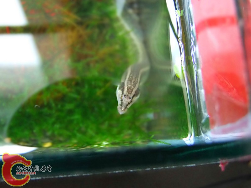 DSCF2036.JPG