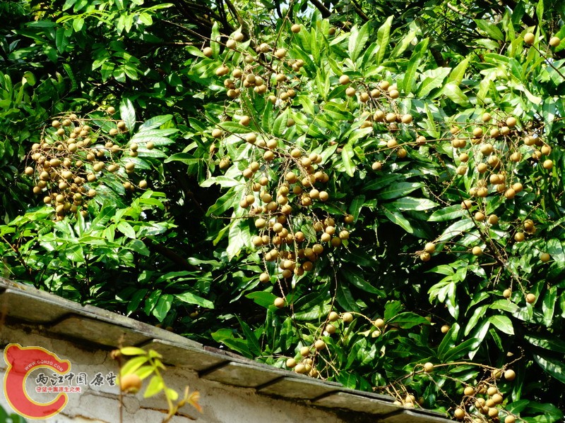 DSC00669.jpg
