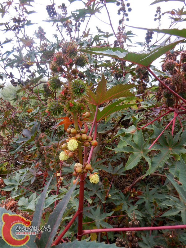 DSCN8756.jpg