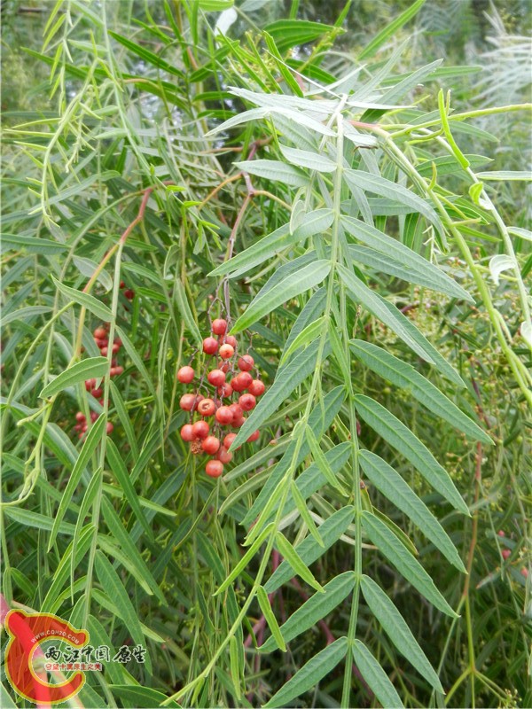 DSCN8759.jpg