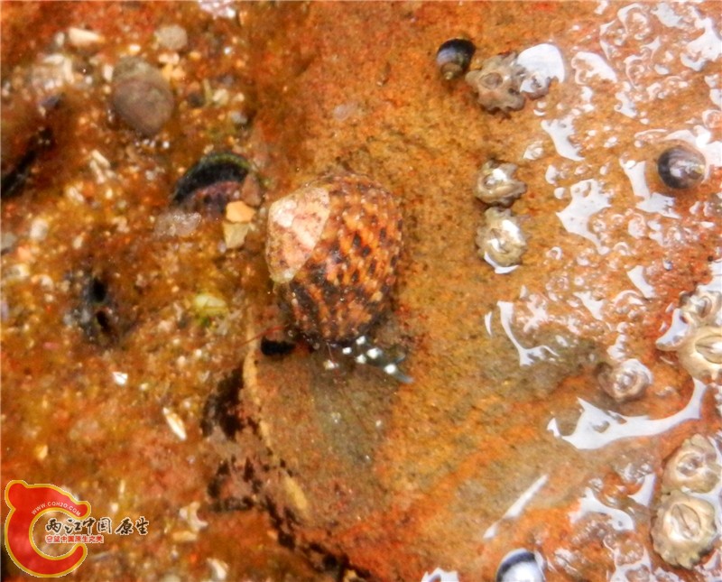 DSCN8778.jpg