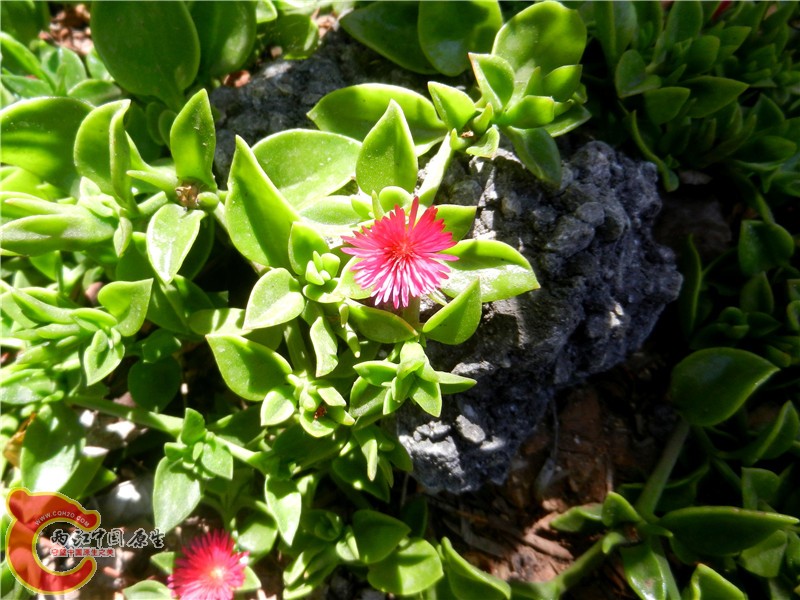 DSCN8885.jpg