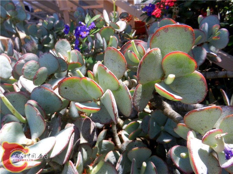 DSCN8887.jpg