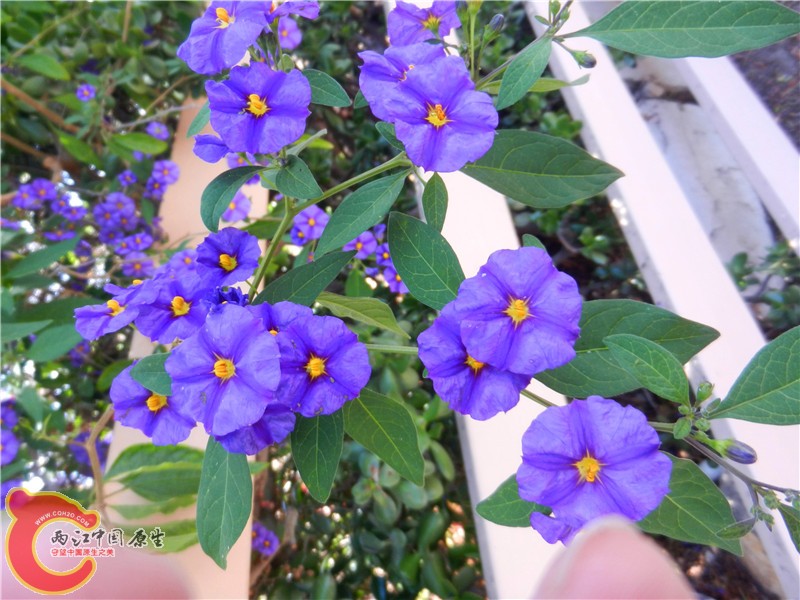 DSCN8888.jpg