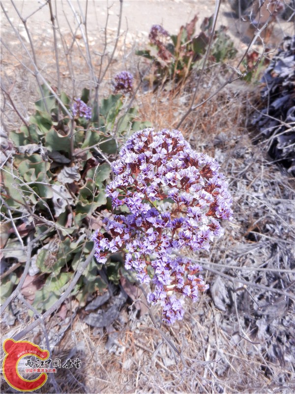 DSCN8890.jpg