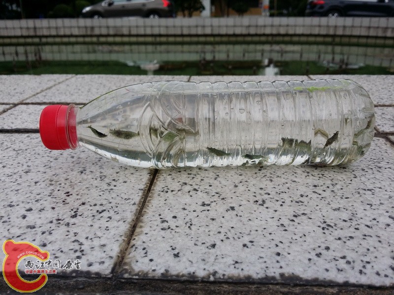 入瓶，至少有4种水生动物