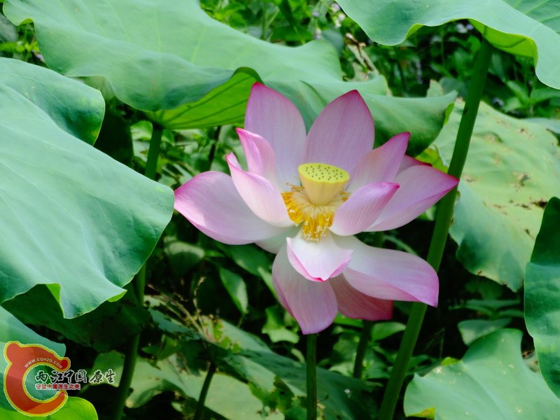 DSC00590.jpg