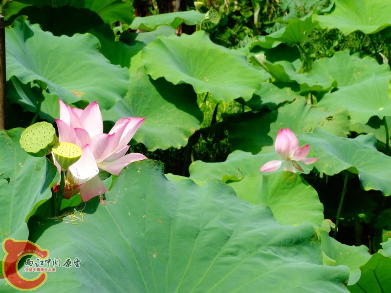 DSC00604.jpg