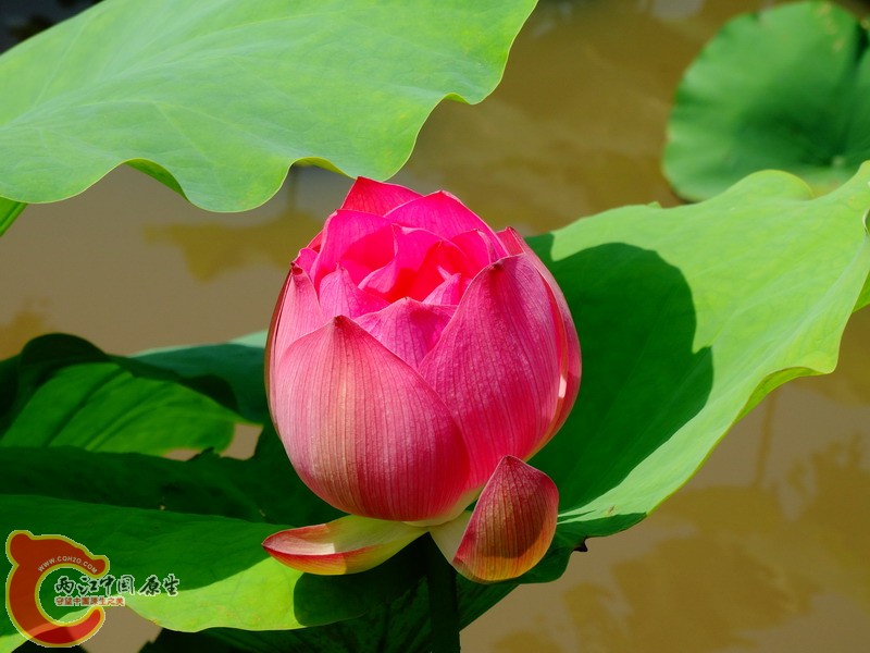 DSC00608.jpg