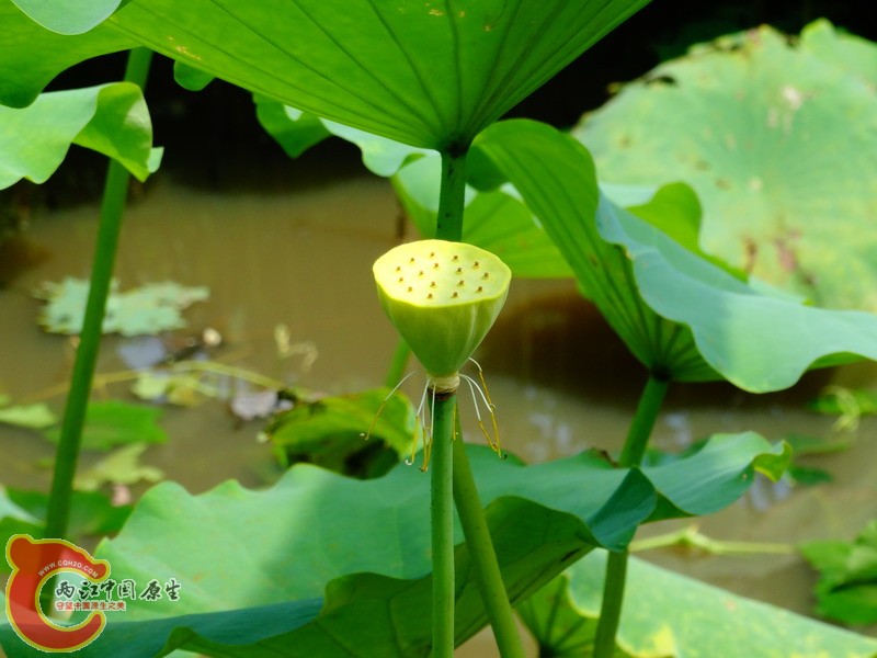 DSC00620.jpg